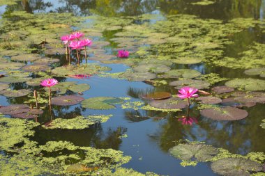Gölde açan parlak, pembe, tropik su zambaklarının yakın çekimi. Canlı yapraklar ve yeşil nilüfer yaprakları güzel bir doğal arkaplan oluşturarak, bir su bahçesinin dingin ve renkli özünü yakalar..