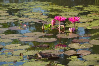Gölde açan parlak, pembe, tropik su zambaklarının yakın çekimi. Canlı yapraklar ve yeşil nilüfer yaprakları güzel bir doğal arkaplan oluşturarak, bir su bahçesinin dingin ve renkli özünü yakalar..
