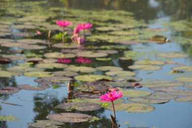 Gölde açan parlak, pembe, tropik su zambaklarının yakın çekimi. Canlı yapraklar ve yeşil nilüfer yaprakları güzel bir doğal arkaplan oluşturarak, bir su bahçesinin dingin ve renkli özünü yakalar..