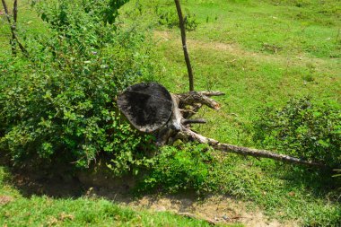 Parlak yeşil yaprakları ve mavi gökyüzü olan tropikal bir köyde güzel bir yaz günü..