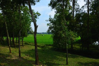 Bangladeş 'te yemyeşil çeltik tarlaları ve ağaçlarla kaplı kırsal arazi.