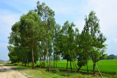Bangladeş 'te yemyeşil çeltik tarlaları ve ağaçlarla kaplı kırsal arazi.