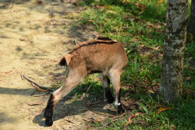 Genç bir yerli keçi (çocuk), yüksek çözünürlükte vurularak huzurlu bir köy ortamında bir ağacın yanında otluyor..