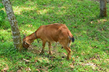 Genç bir yerli keçi (çocuk), yüksek çözünürlükte vurularak huzurlu bir köy ortamında bir ağacın yanında otluyor..