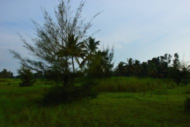 Nehir kıyısında sık tropikal yeşillik ve geleneksel kıyı bitkilerinin bulunduğu doğal bir sulak arazi veya gölet alanı.