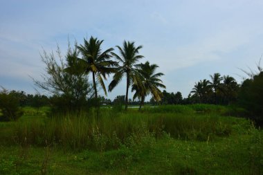 Nehir kıyısında sık tropikal yeşillik ve geleneksel kıyı bitkilerinin bulunduğu doğal bir sulak arazi veya gölet alanı.