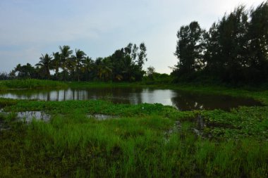 Nehir kıyısında sık tropikal yeşillik ve geleneksel kıyı bitkilerinin bulunduğu doğal bir sulak arazi veya gölet alanı.