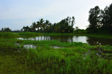 Nehir kıyısında sık tropikal yeşillik ve geleneksel kıyı bitkilerinin bulunduğu doğal bir sulak arazi veya gölet alanı.