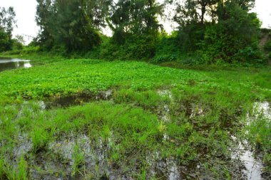 Nehir kıyısında sık tropikal yeşillik ve geleneksel kıyı bitkilerinin bulunduğu doğal bir sulak arazi veya gölet alanı.
