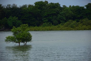 Nehir kıyısı dalgaların en yüksek olduğu dönemde taşralı bir Bangladeş köyündeki doğal suyun yükseldiğini gösteriyor. Su yeşil ağaçların ve çalıların kenarına ulaşır..