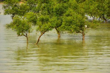 Nehir kıyısı dalgaların en yüksek olduğu dönemde taşralı bir Bangladeş köyündeki doğal suyun yükseldiğini gösteriyor. Su yeşil ağaçların ve çalıların kenarına ulaşır..