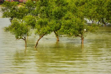 Nehir kıyısı dalgaların en yüksek olduğu dönemde taşralı bir Bangladeş köyündeki doğal suyun yükseldiğini gösteriyor. Su yeşil ağaçların ve çalıların kenarına ulaşır..