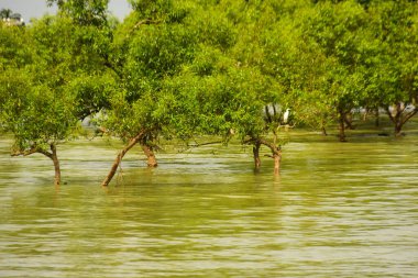 Nehir kıyısı dalgaların en yüksek olduğu dönemde taşralı bir Bangladeş köyündeki doğal suyun yükseldiğini gösteriyor. Su yeşil ağaçların ve çalıların kenarına ulaşır..