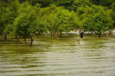 Nehir kıyısı dalgaların en yüksek olduğu dönemde taşralı bir Bangladeş köyündeki doğal suyun yükseldiğini gösteriyor. Su yeşil ağaçların ve çalıların kenarına ulaşır..