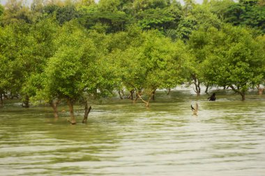 Nehir kıyısı dalgaların en yüksek olduğu dönemde taşralı bir Bangladeş köyündeki doğal suyun yükseldiğini gösteriyor. Su yeşil ağaçların ve çalıların kenarına ulaşır..