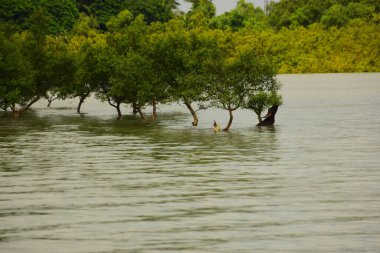Nehir kıyısı dalgaların en yüksek olduğu dönemde taşralı bir Bangladeş köyündeki doğal suyun yükseldiğini gösteriyor. Su yeşil ağaçların ve çalıların kenarına ulaşır..
