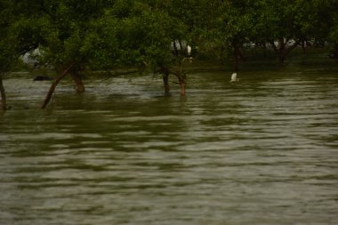 Nehir kıyısı dalgaların en yüksek olduğu dönemde taşralı bir Bangladeş köyündeki doğal suyun yükseldiğini gösteriyor. Su yeşil ağaçların ve çalıların kenarına ulaşır..