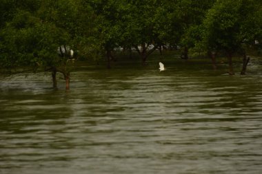 Nehir kıyısı dalgaların en yüksek olduğu dönemde taşralı bir Bangladeş köyündeki doğal suyun yükseldiğini gösteriyor. Su yeşil ağaçların ve çalıların kenarına ulaşır..