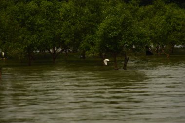 Dalgalar yükseldiğinde kıyıdaki bir nehrin manzarası. İçinde kısmen sulara batmış küçük mangrov ağaçları var. Bu sahne Bangladeş 'in eşsiz gelgit ekosistemini yakalar..