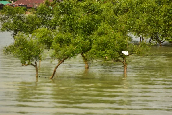 Nehir kıyısı dalgaların en yüksek olduğu dönemde taşralı bir Bangladeş köyündeki doğal suyun yükseldiğini gösteriyor. Su yeşil ağaçların ve çalıların kenarına ulaşır..