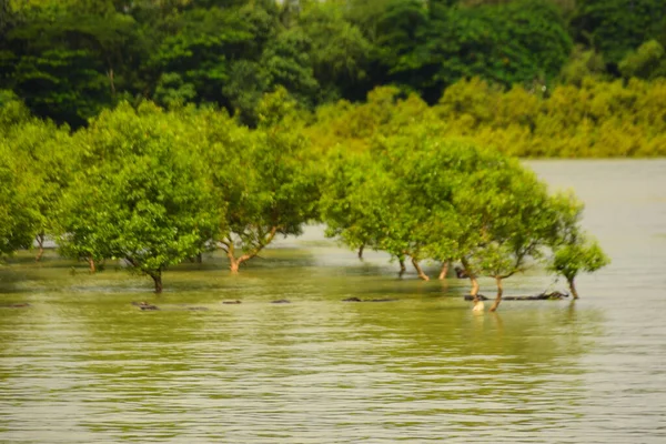 Nehir kıyısı dalgaların en yüksek olduğu dönemde taşralı bir Bangladeş köyündeki doğal suyun yükseldiğini gösteriyor. Su yeşil ağaçların ve çalıların kenarına ulaşır..