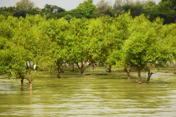 Nehir kıyısı dalgaların en yüksek olduğu dönemde taşralı bir Bangladeş köyündeki doğal suyun yükseldiğini gösteriyor. Su yeşil ağaçların ve çalıların kenarına ulaşır..