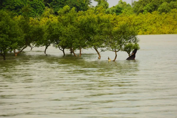 Nehir kıyısı dalgaların en yüksek olduğu dönemde taşralı bir Bangladeş köyündeki doğal suyun yükseldiğini gösteriyor. Su yeşil ağaçların ve çalıların kenarına ulaşır..