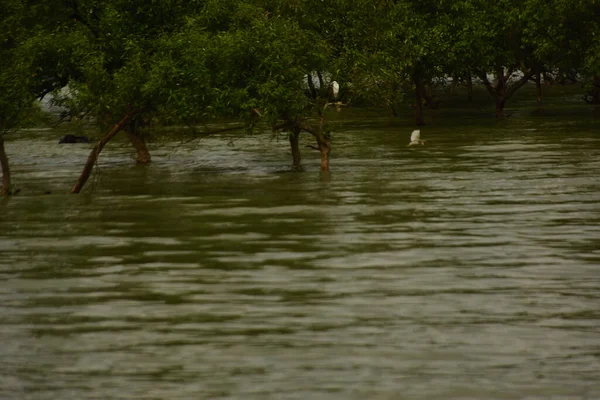 Nehir kıyısı dalgaların en yüksek olduğu dönemde taşralı bir Bangladeş köyündeki doğal suyun yükseldiğini gösteriyor. Su yeşil ağaçların ve çalıların kenarına ulaşır..