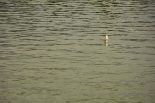 Nehir kıyısı dalgaların en yüksek olduğu dönemde taşralı bir Bangladeş köyündeki doğal suyun yükseldiğini gösteriyor. Su yeşil ağaçların ve çalıların kenarına ulaşır..
