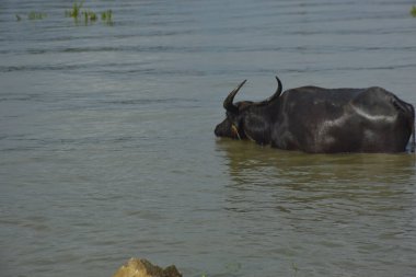 Bir bufalo sürüsü gelgit sırasında derin nehir suyunda duruyor. Resim, Güney Asya kıyı bölgelerindeki nehir yaşam tarzını ve tarım uygulamalarını vurguluyor..