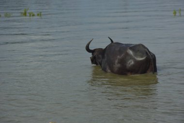 Bir bufalo sürüsü gelgit sırasında derin nehir suyunda duruyor. Resim, Güney Asya kıyı bölgelerindeki nehir yaşam tarzını ve tarım uygulamalarını vurguluyor..