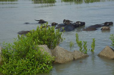 Bir bufalo sürüsü gelgit sırasında derin nehir suyunda duruyor. Resim, Güney Asya kıyı bölgelerindeki nehir yaşam tarzını ve tarım uygulamalarını vurguluyor..
