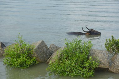 Bir bufalo sürüsü gelgit sırasında derin nehir suyunda duruyor. Resim, Güney Asya kıyı bölgelerindeki nehir yaşam tarzını ve tarım uygulamalarını vurguluyor..