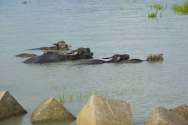 Bir bufalo sürüsü gelgit sırasında derin nehir suyunda duruyor. Resim, Güney Asya kıyı bölgelerindeki nehir yaşam tarzını ve tarım uygulamalarını vurguluyor..