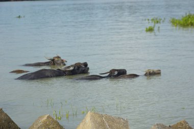 Bir bufalo sürüsü gelgit sırasında derin nehir suyunda duruyor. Resim, Güney Asya kıyı bölgelerindeki nehir yaşam tarzını ve tarım uygulamalarını vurguluyor..