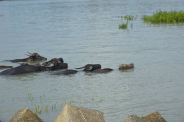 Bir bufalo sürüsü gelgit sırasında derin nehir suyunda duruyor. Resim, Güney Asya kıyı bölgelerindeki nehir yaşam tarzını ve tarım uygulamalarını vurguluyor..