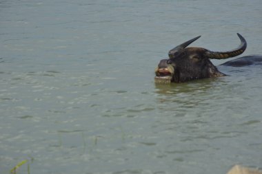 Bir bufalo sürüsü gelgit sırasında derin nehir suyunda duruyor. Resim, Güney Asya kıyı bölgelerindeki nehir yaşam tarzını ve tarım uygulamalarını vurguluyor..