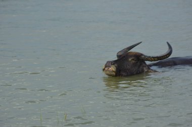 Bir bufalo sürüsü gelgit sırasında derin nehir suyunda duruyor. Resim, Güney Asya kıyı bölgelerindeki nehir yaşam tarzını ve tarım uygulamalarını vurguluyor..