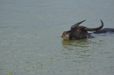 Bir bufalo sürüsü gelgit sırasında derin nehir suyunda duruyor. Resim, Güney Asya kıyı bölgelerindeki nehir yaşam tarzını ve tarım uygulamalarını vurguluyor..