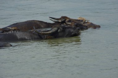 Bir bufalo sürüsü gelgit sırasında derin nehir suyunda duruyor. Resim, Güney Asya kıyı bölgelerindeki nehir yaşam tarzını ve tarım uygulamalarını vurguluyor..