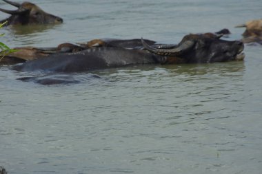 Yerli su buffaloları serinliyor ve sel basmış bir nehir kıyısında besleniyorlar. Kırsal kesimde, sualtı bitkilerinde otlanırken suların çekilmesini beklerler..