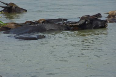 Yerli su buffaloları serinliyor ve sel basmış bir nehir kıyısında besleniyorlar. Kırsal kesimde, sualtı bitkilerinde otlanırken suların çekilmesini beklerler..