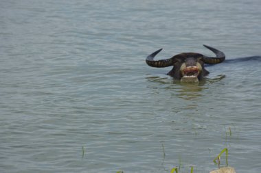 Yerli su buffaloları serinliyor ve sel basmış bir nehir kıyısında besleniyorlar. Kırsal kesimde, sualtı bitkilerinde otlanırken suların çekilmesini beklerler..