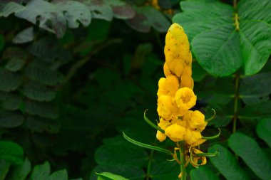 Koyu yeşil yapraklara karşı parlak sarı çiçek sivri uçlarını gösteren yüksek kontrastlı yakın çekim. Yaprakların yinelenen dokusu ve çiçeklerin dikey büyümesi mükemmel bir doğal arkaplan oluşturuyor..