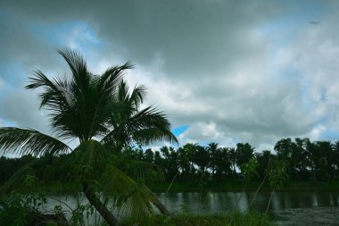 Uzun hindistan cevizi palmiyeleri, açık mavi gökyüzünün altında, dağınık beyaz bulutlarla yeşil bir arazide duruyor. Tropikal manzara, kıyı bitki örtüsünü, sıcak iklimi ve gün ışığında doğal bir açık hava ortamını yansıtır..