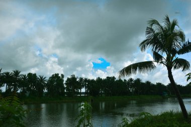 Uzun hindistan cevizi palmiyeleri, açık mavi gökyüzünün altında, dağınık beyaz bulutlarla yeşil bir arazide duruyor. Tropikal manzara, kıyı bitki örtüsünü, sıcak iklimi ve gün ışığında doğal bir açık hava ortamını yansıtır..