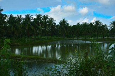 Uzun hindistan cevizi palmiyeleri, açık mavi gökyüzünün altında, dağınık beyaz bulutlarla yeşil bir arazide duruyor. Tropikal manzara, kıyı bitki örtüsünü, sıcak iklimi ve gün ışığında doğal bir açık hava ortamını yansıtır..