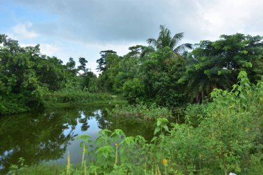 Yeşil ağaçlarla, hindistan cevizi palmiyeleriyle ve beyaz bulutlarla dolu açık gökyüzüyle kırsal alan. Sahne yapay zeka veri ve yapay zeka eğitimi için uygundur, makine öğrenimi, arazi kullanımı analizi ve çevresel modelleme için doğal modeller sunmaktadır..