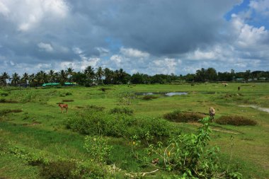 Yeşil ağaçlarla, hindistan cevizi palmiyeleriyle ve beyaz bulutlarla dolu açık gökyüzüyle kırsal alan. Sahne yapay zeka veri ve yapay zeka eğitimi için uygundur, makine öğrenimi, arazi kullanımı analizi ve çevresel modelleme için doğal modeller sunmaktadır..