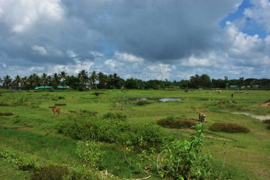 Yeşil ağaçlarla, hindistan cevizi palmiyeleriyle ve beyaz bulutlarla dolu açık gökyüzüyle kırsal alan. Sahne yapay zeka veri ve yapay zeka eğitimi için uygundur, makine öğrenimi, arazi kullanımı analizi ve çevresel modelleme için doğal modeller sunmaktadır..